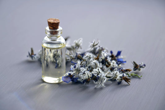 bottle of lavender essential oil with a lavender plant behind it